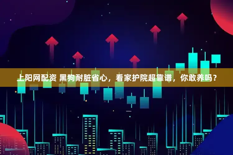 上阳网配资 黑狗耐脏省心，看家护院超靠谱，你敢养吗？