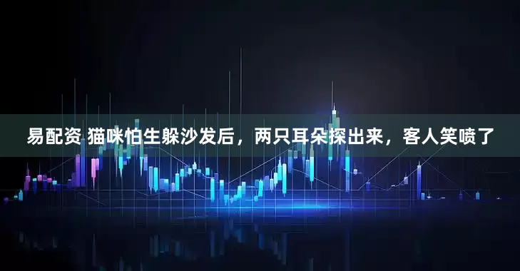 易配资 猫咪怕生躲沙发后，两只耳朵探出来，客人笑喷了